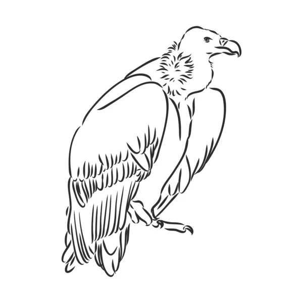 Vulture illustration, drawing, gravaving, ink, line art, vector — Stockový vektor