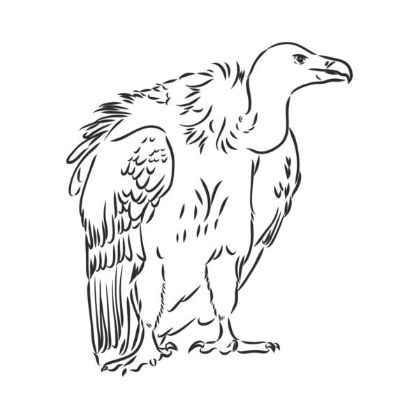 Vulture illustratie, tekening, gravure, inkt, lijn kunst, vector — Stockvector