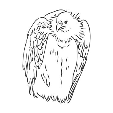 Akbaba illüstrasyonu, çizim, oyma, mürekkep, çizgi sanatı, vektör