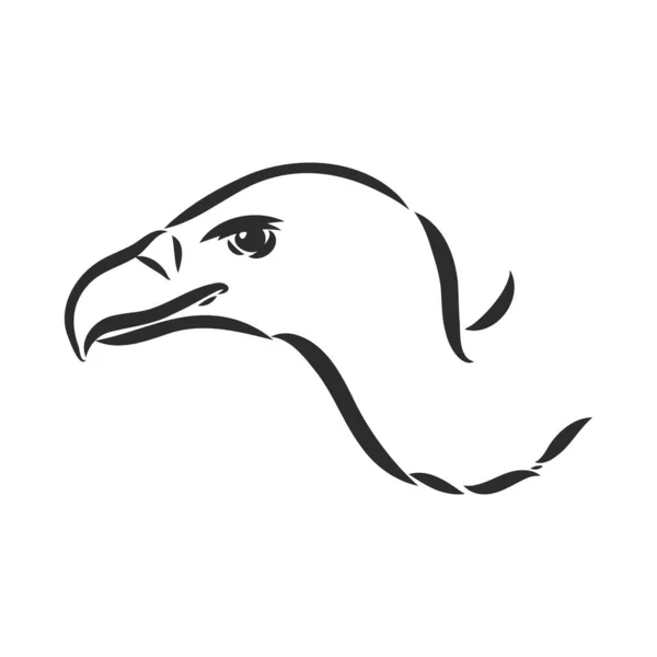 Vulture illustration, drawing, gravaving, ink, line art, vector — Stockový vektor