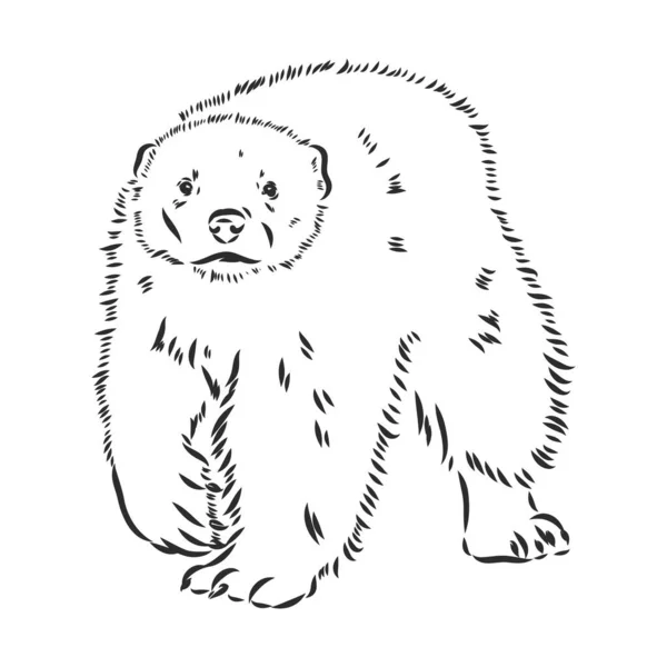 矢量手绘草图用黑白画的狼獾的图解 — 图库矢量图片