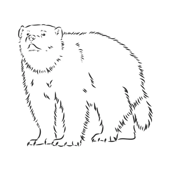 Desenho de esboço de mão vetorial ilustração de um lobo feito em preto e branco —  Vetores de Stock