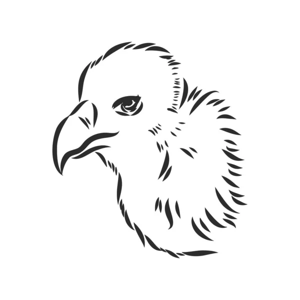 Griffon akbaba. Yırtıcı vahşi orman kuşu. El çizilmiş kroki grafik stili. Moda yama. T-shirt, dövme veya rozetler için baskı. — Stok Vektör