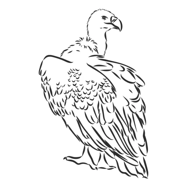 Griffon vulture. Wild forest bird of prey. Hand drawn sketch graphic style. Fashion patch. Print for t-shirt, Tattoo or badges. — Stock Vector