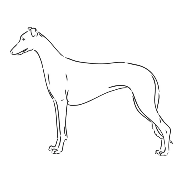 Galgo perro - vector aislado ilustración galgo perro vector — Vector de stock