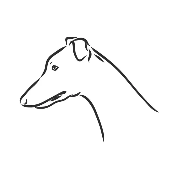 Cão-cinzento - ilustração vetorial isolada vetor de cão-cinzento —  Vetores de Stock