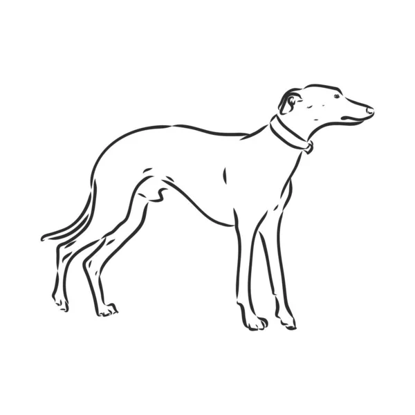 Cão-cinzento - ilustração vetorial isolada vetor de cão-cinzento — Vetor de Stock