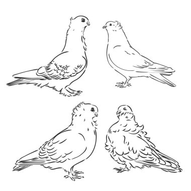 Güvercinler. Tasarım seti. El çizimi. Düzenlenebilir vintage illüstrasyon. Işık arka planında izole edilmiş. Dekoratif güvercinler vektör çizimi