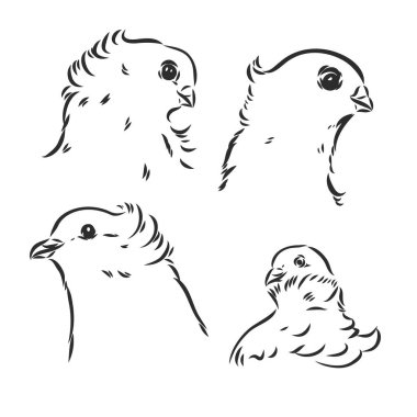 Güvercinler. Tasarım seti. El çizimi. Düzenlenebilir vintage illüstrasyon. Işık arka planında izole edilmiş. Dekoratif güvercinler vektör çizimi