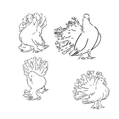 Güvercinler. Tasarım seti. El çizimi. Düzenlenebilir vintage illüstrasyon. Işık arka planında izole edilmiş. Dekoratif güvercinler vektör çizimi