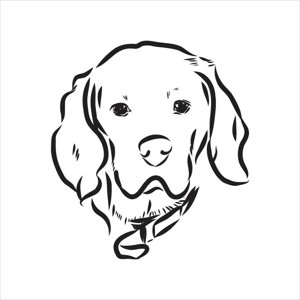 Dekoratív portré álló profil beagle, vektor elszigetelt illusztráció fekete színű fehér háttér — Stock Vector