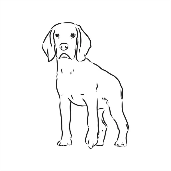 Decoratief portret van staande in profiel beagle, vector geïsoleerde illustratie in zwarte kleur op witte achtergrond — Stockvector