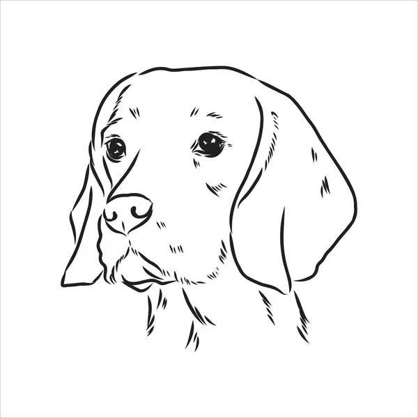 Retrato decorativo de pé no perfil beagle, vetor isolado ilustração na cor preta sobre fundo branco —  Vetores de Stock