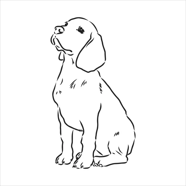 Dekoracyjny portret stojącego w profilu beagle, wektor izolowana ilustracja w kolorze czarnym na białym tle — Wektor stockowy