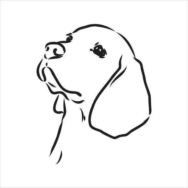 Dekoratives Porträt eines im Profil stehenden Beagle, vektorisolierte Illustration in schwarzer Farbe auf weißem Hintergrund — Stockvektor