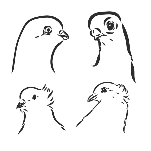 Pigeons. Design set. Hand drawn engraving. Editable vector vintage illustration. Isolated on light background. decorative pigeons vector sketch — Stock Vector