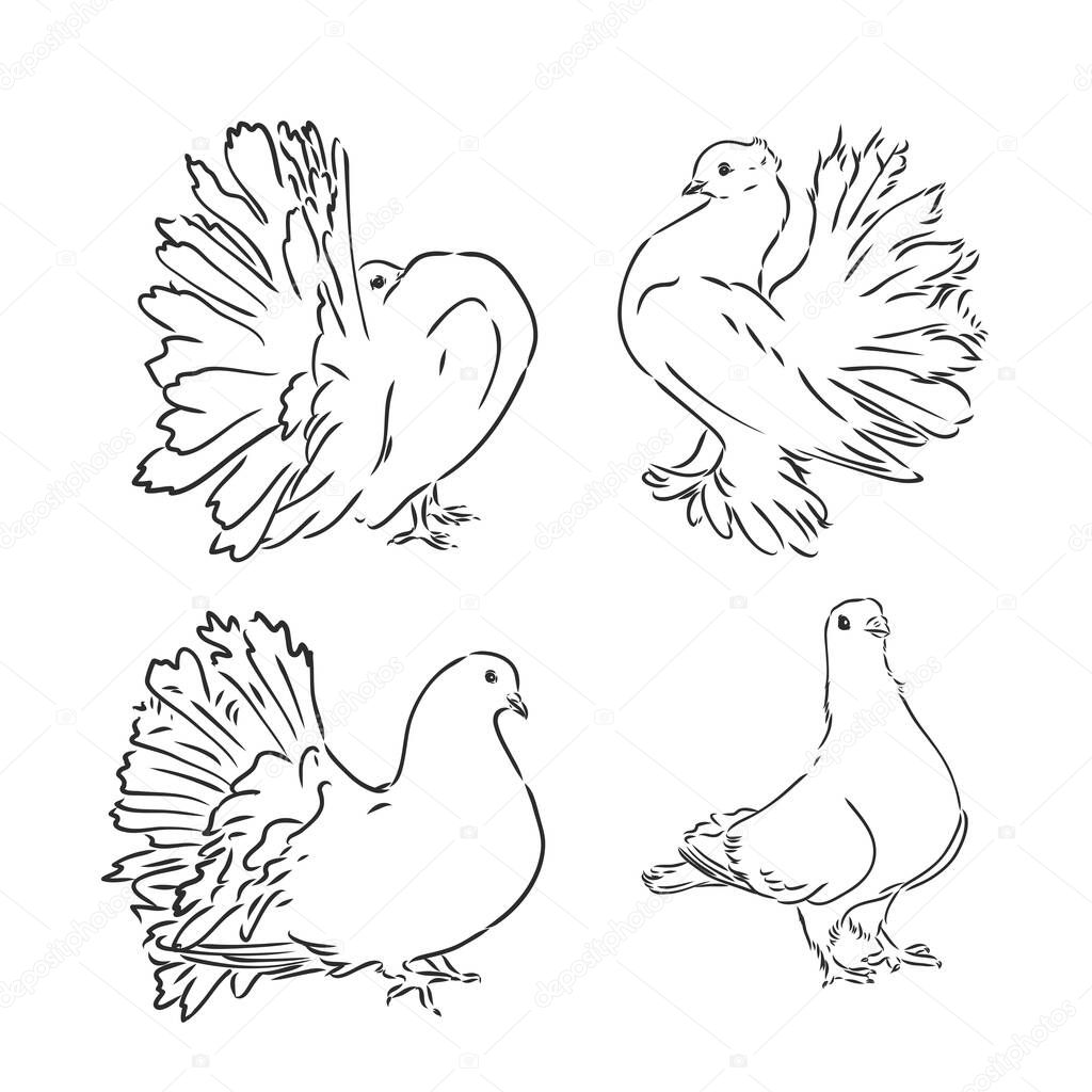 Pigeons. Design set. Hand drawn engraving. Editable vector vintage illustration. Isolated on light background. decorative pigeons vector sketch