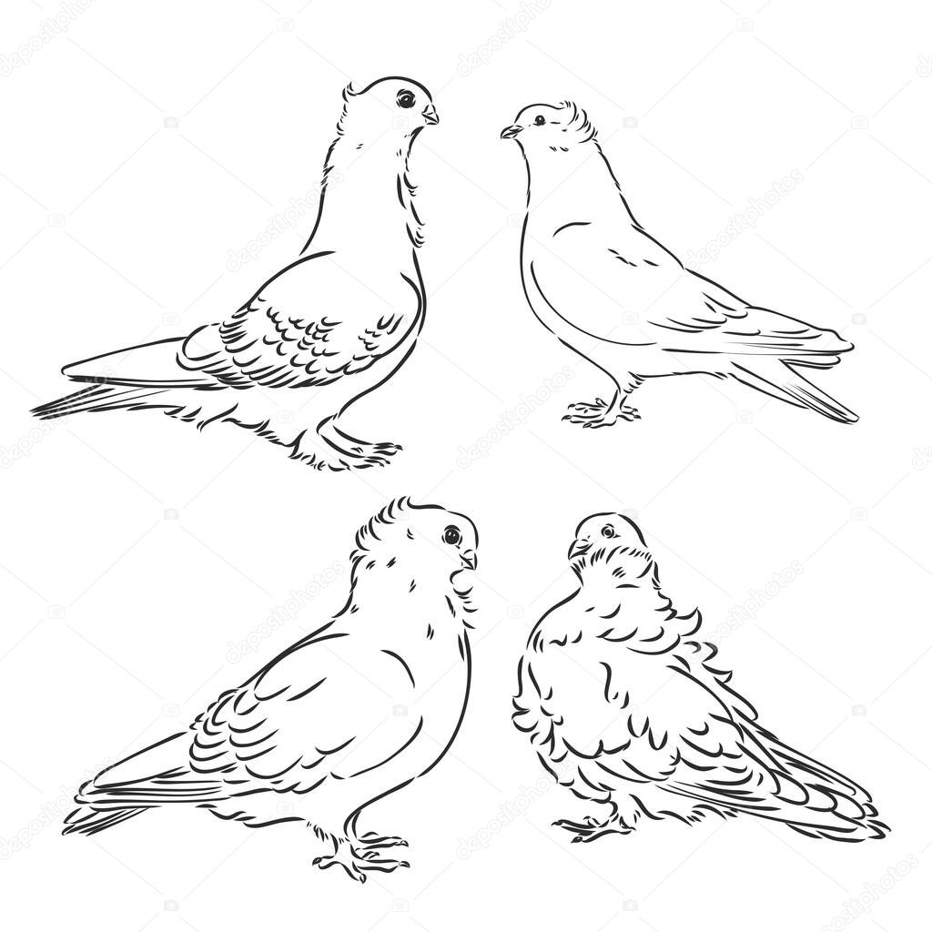 Pigeons. Design set. Hand drawn engraving. Editable vector vintage illustration. Isolated on light background. decorative pigeons vector sketch