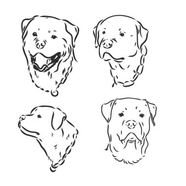 Rottweiler vektör eli beyaz arkaplanda izole edilmiş tek renkli çizim çizimi