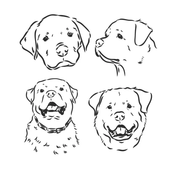 Rottweiler vektor hand ritning monokrom illustration isolerad på vit bakgrund — Stock vektor