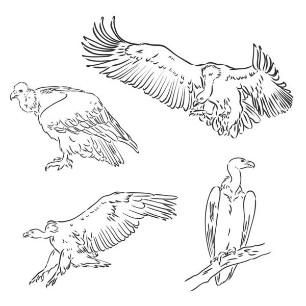 Dessin de vautour par vautour vecteur ligne — Image vectorielle