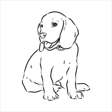 Taslak Beagle köpek kafası. Vektör illüstrasyon beagle köpeği basit bir vektör çizim çizimidir