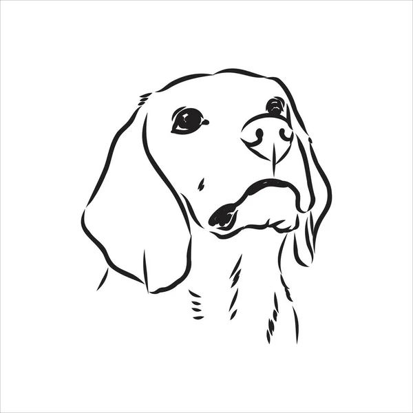 Cabeça de cão Beagle delineada. Ilustração vetorial beagle dog é uma ilustração simples esboço vetorial — Vetor de Stock
