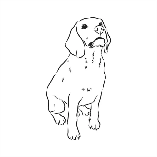 Cabeza de perro Beagle delineada. Ilustración vectorial beagle dog es un simple dibujo vectorial ilustración — Vector de stock