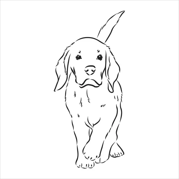 Umrissener Beagle Hundekopf. Vektorillustration Beagle Dog ist eine einfache Vektorskizze Illustration — Stockvektor