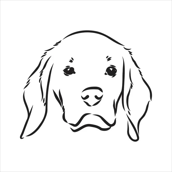 Körvonalazódott Beagle kutyafej. Vektor illusztráció beagle kutya egy egyszerű vektor vázlat illusztráció — Stock Vector