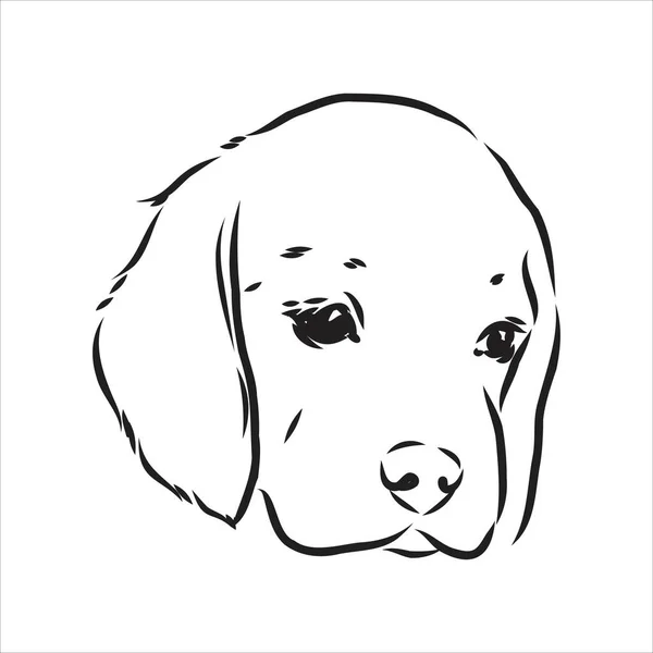 Taslak Beagle köpek kafası. Vektör illüstrasyon beagle köpeği basit bir vektör çizim çizimidir — Stok Vektör