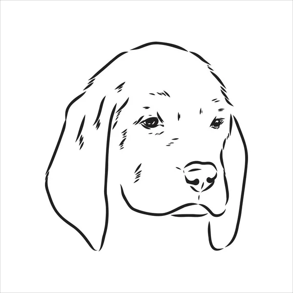 비글 개 머리 노출. 벡터 그림 비글 개 (Vector illustration beagle dog) 는 벡터 스케치 그림이다. — 스톡 벡터