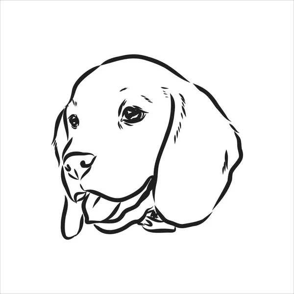 概要ビーグル犬の頭。ベクトルイラストビーグル犬はシンプルなベクトルスケッチイラストです。 — ストックベクタ