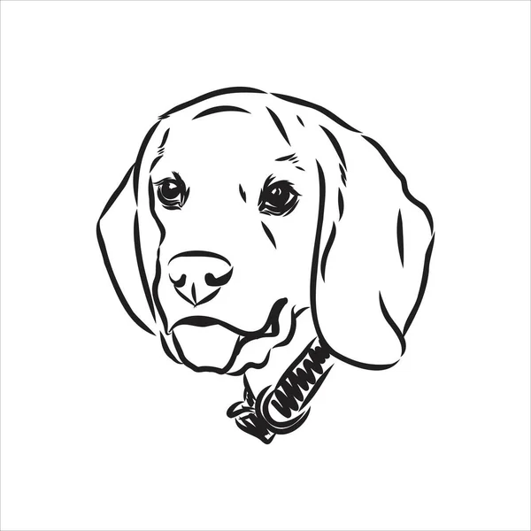 Очерченная голова собаки Бигла. Векторная иллюстрация Beagle dog - это простая векторная иллюстрация — стоковый вектор