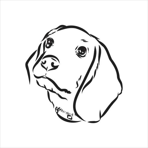 비글 개 머리 노출. 벡터 그림 비글 개 (Vector illustration beagle dog) 는 벡터 스케치 그림이다. — 스톡 벡터