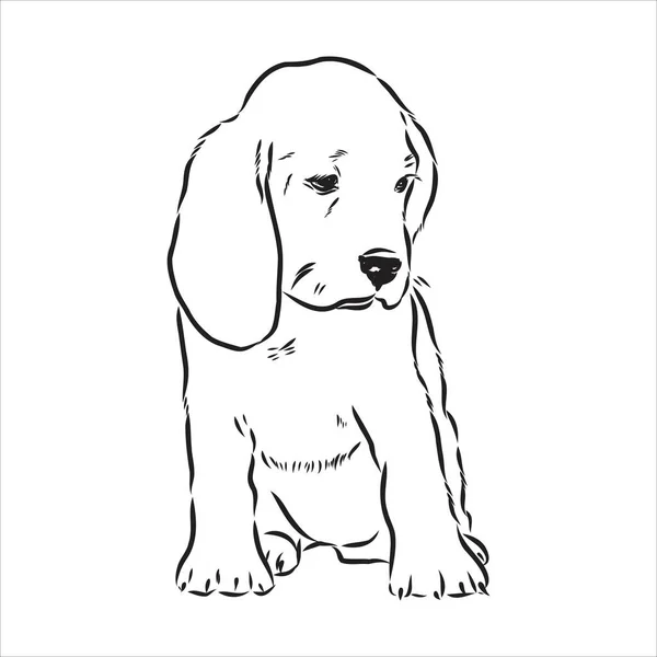 Testa di cane Beagle delineata. Illustrazione vettoriale cane beagle è un semplice disegno vettoriale schizzo — Vettoriale Stock