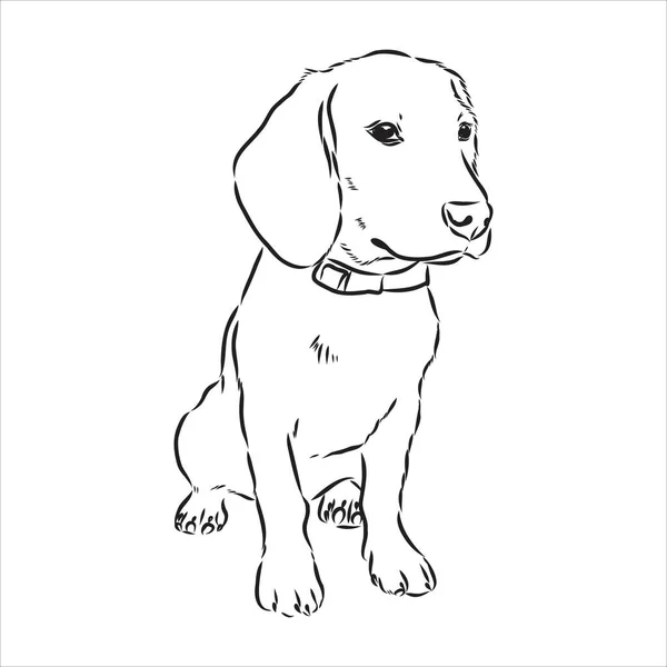 Outlined Beagle dog head. Vector illustration beagle dog is a simple vector sketch illustration — Stock Vector