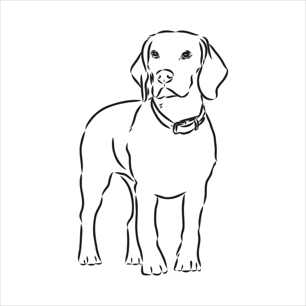 Tête de chien Beagle contour. Illustration vectorielle beagle dog est une illustration simple de croquis vectoriels — Image vectorielle