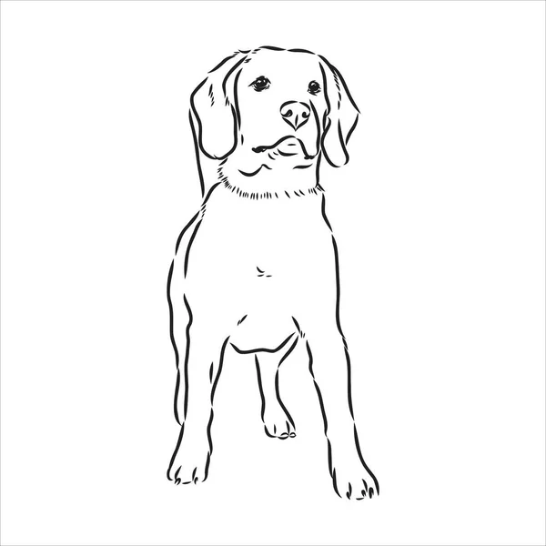 비글 개 머리 노출. 벡터 그림 비글 개 (Vector illustration beagle dog) 는 벡터 스케치 그림이다. — 스톡 벡터