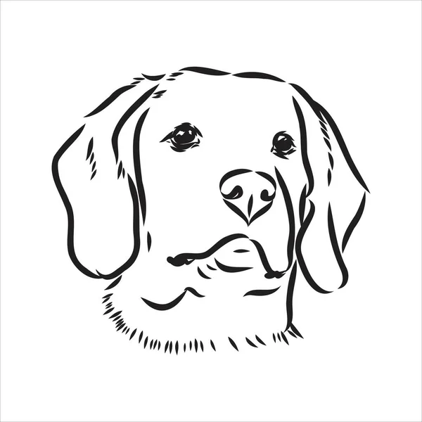 Tête de chien Beagle contour. Illustration vectorielle beagle dog est une illustration simple de croquis vectoriels — Image vectorielle