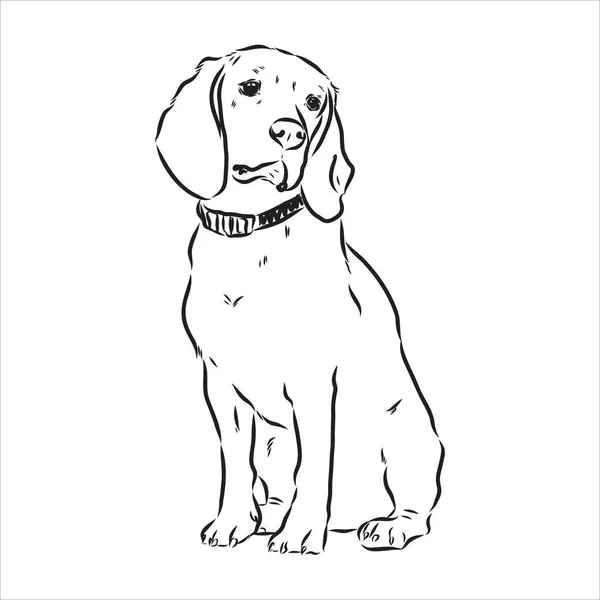 Umrissener Beagle Hundekopf. Vektorillustration Beagle Dog ist eine einfache Vektorskizze Illustration — Stockvektor