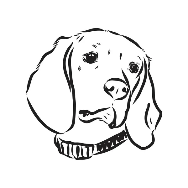 Een geschetste Beagle hondenkop. Vector illustratie beagle hond is een eenvoudige vector schets illustratie — Stockvector