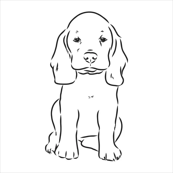 Testa di cane Beagle delineata. Illustrazione vettoriale cane beagle è un semplice disegno vettoriale schizzo — Vettoriale Stock