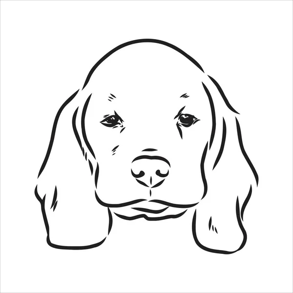 Outlined Beagle dog head. Vector illustration beagle dog is a simple vector sketch illustration — Stock Vector