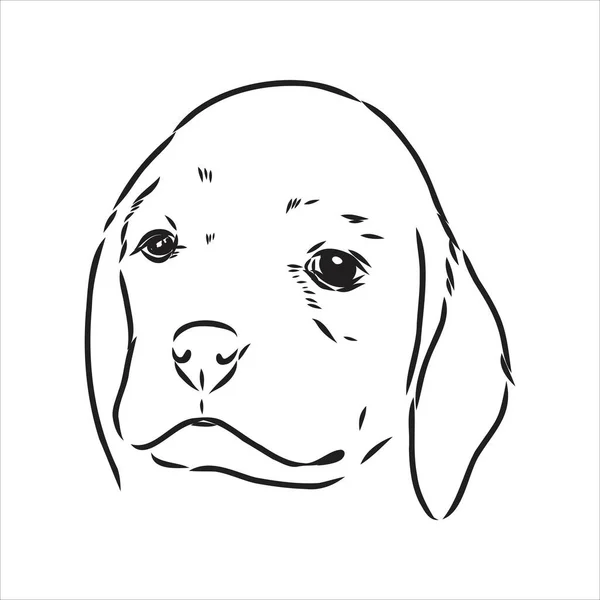 Obrysová hlava psa Bígla. Vektorová ilustrace bígl pes je jednoduchý vektorový náčrt ilustrace — Stockový vektor