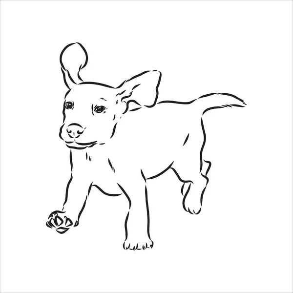 비글 개 머리 노출. 벡터 그림 비글 개 (Vector illustration beagle dog) 는 벡터 스케치 그림이다. — 스톡 벡터