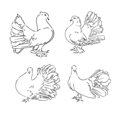 Güvercinler. Tasarım seti. El çizimi. Düzenlenebilir vintage illüstrasyon. Işık arka planında izole edilmiş. Dekoratif güvercinler vektör çizimi