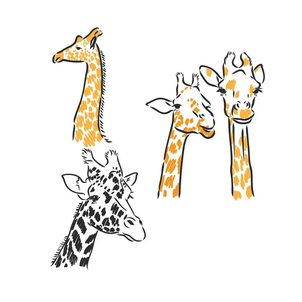 长颈鹿分离载体，带斑点长颈鹿载体草图 — 图库矢量图片