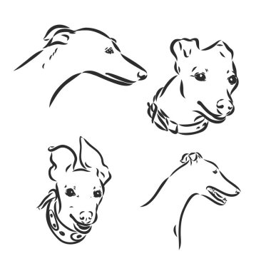 Tazı köpek el yazması kalem, el çizimi, beyaz arka planda izole.