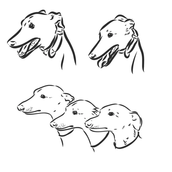 灰色猎犬,手绘铅笔,手绘,白色背景隔离. — 图库矢量图片